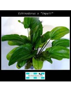 Echinodorus x "Impaii" 2