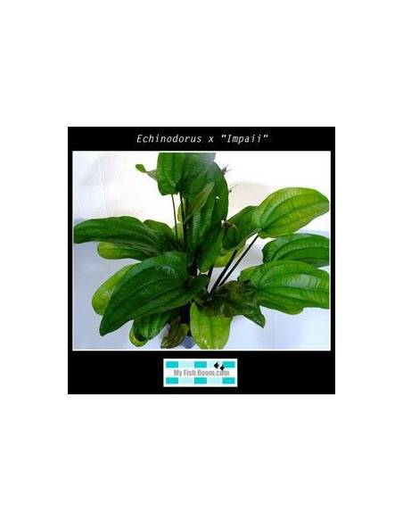 Echinodorus x "Impaii"