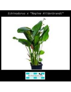Echinodorus x "Regine Hilderbrandt"