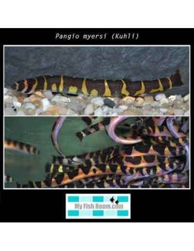 Pangio myersi (Kuhlii)