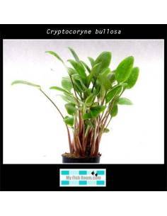 Cryptocoryne bullosa