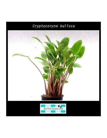 Cryptocoryne bullosa