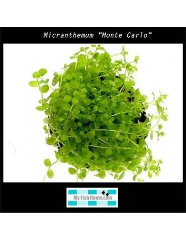 Micranthemum "Monte Carlo"