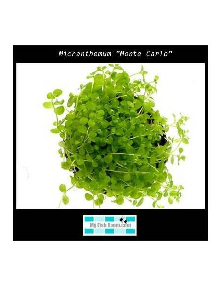 Micranthemum "Monte Carlo"