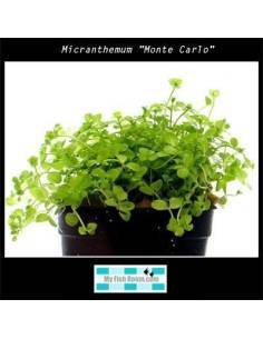 Micranthemum "Monte Carlo" 2