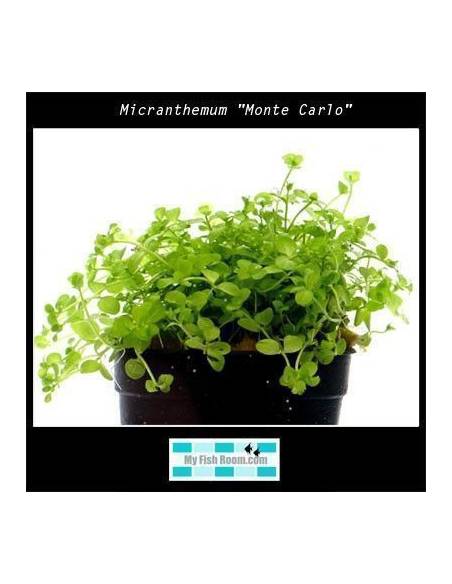 Micranthemum "Monte Carlo"