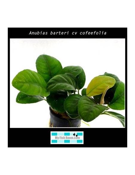Anubias barteri cv cofeefolia