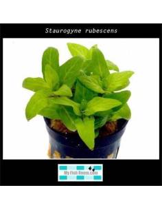 Staurogyne rubescens