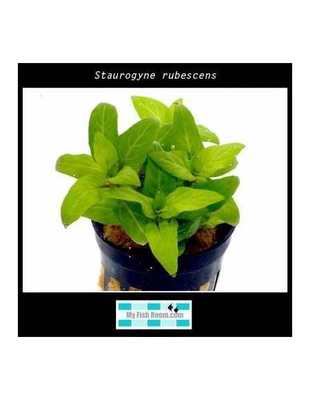 Staurogyne rubescens