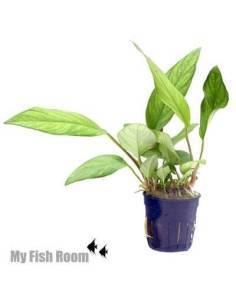 Anubias lanceolata
