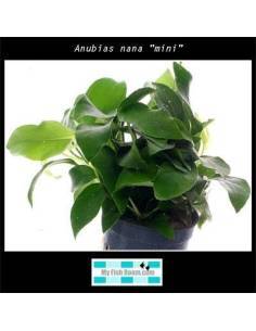 Anubias nana "mini"