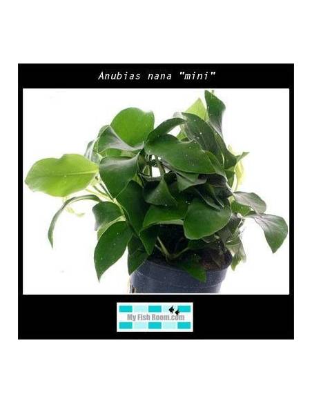 Anubias nana "mini"