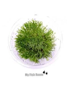 Riccia fluitans