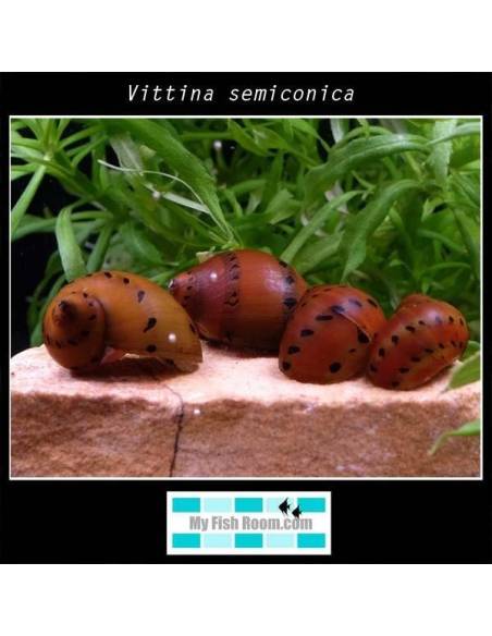Vittina semiconica