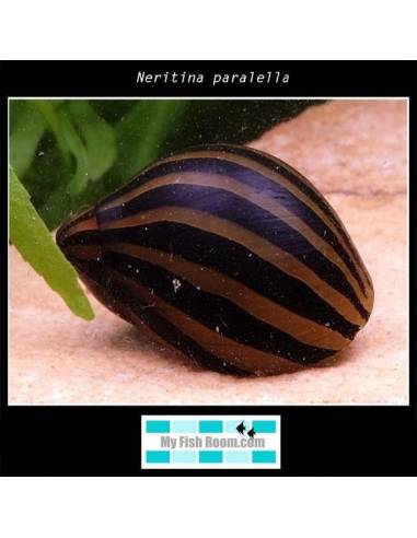 Neritina paralella