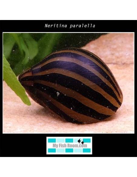 Neritina paralella