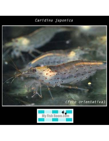 Caridina japonica
