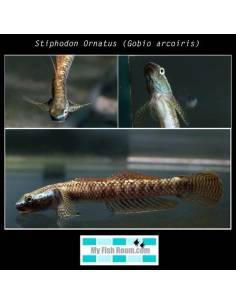 Stiphodon sp. rainbow