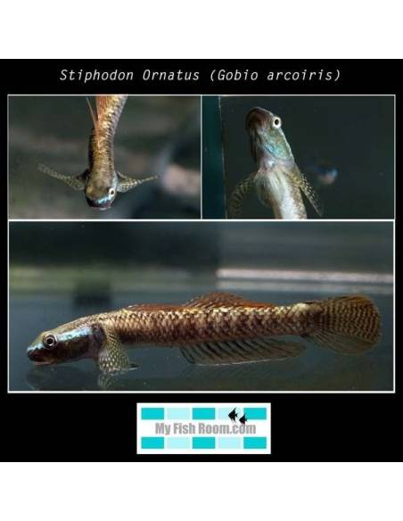 Stiphodon sp. rainbow