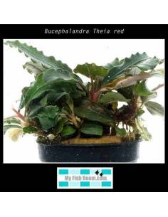 Bucephelandra "Crisped leaves"