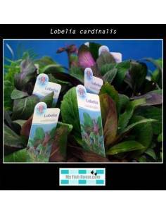 Lobelia cardinalis