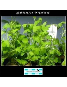 Hydrocotyle tripartita