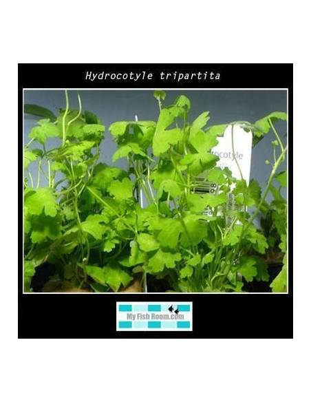 Hydrocotyle tripartita