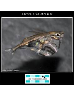 Carnegiella strigata
