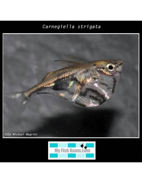 Carnegiella strigata