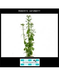 Hedyotis salzmanii