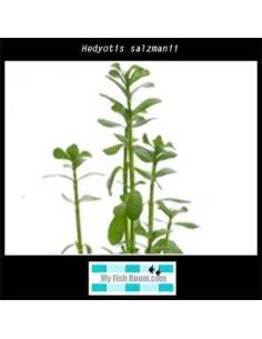Hedyotis salzmanii 2