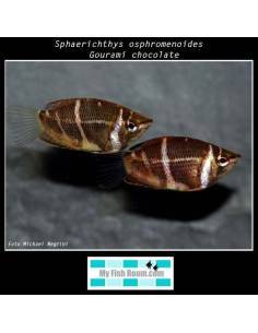 Sphaerichthys osphromenoides (Gourami chocolate)