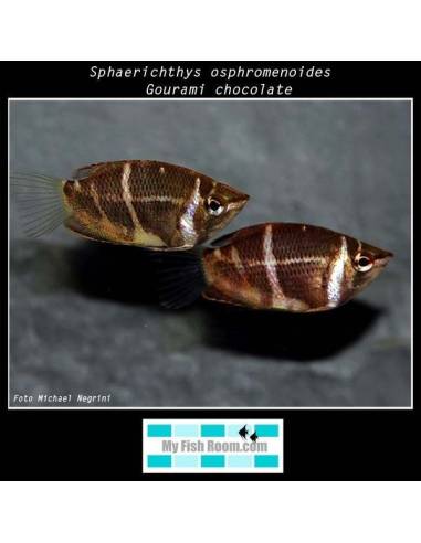 Sphaerichthys osphromenoides (Gourami chocolate)