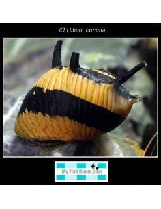 Clithon corona