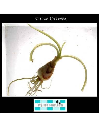 Crinum thaianum