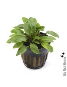 Cryptocoryne willisi