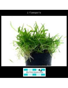 Lilaeopsis novae-zelandiae