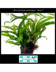 Microsorum pteropus "mini"