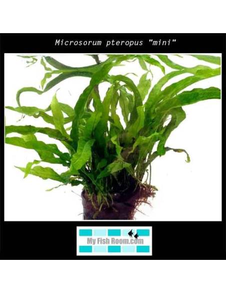 Microsorum pteropus "mini"