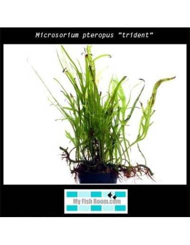 Microsorium pteropus "trident"