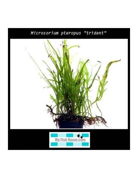 Microsorium pteropus "trident"