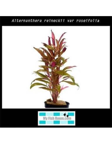Alternanthera reineckii var roseifolia