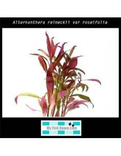 Alternanthera reineckii var roseifolia 2