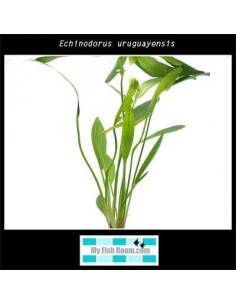 Echinodorus uruguayensis