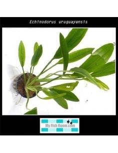 Echinodorus uruguayensis 2