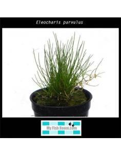 Eleocharis parvulus
