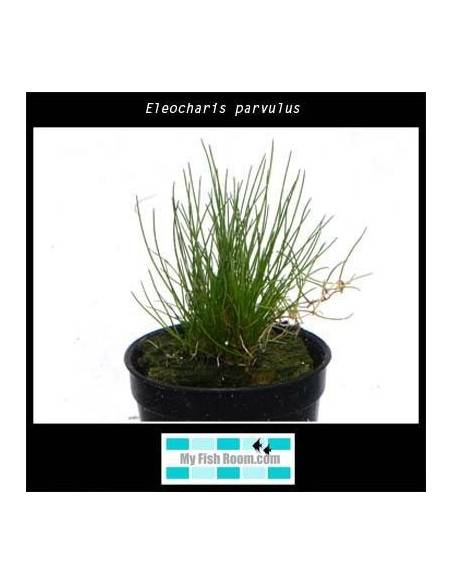 Eleocharis parvulus