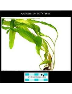 Aponogeton boivianus