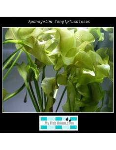 Aponogeton longiplumulosus