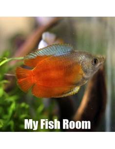 Trichogaster lalius "Red Coral"